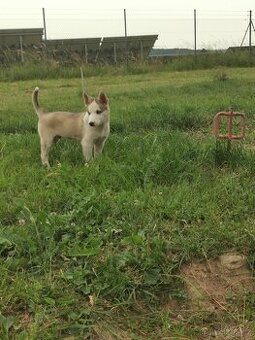 Sibiřský Husky - štěňátka