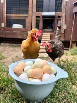 Čerstvá domácí vejce – Liberec a okolí 🐔🥚