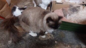 ragdoll,radgoll,dospelé kočky na prodej