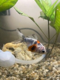 Akvarijní rybicky