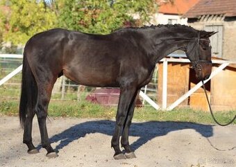 4 letý  úžasně hodný valach