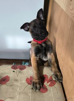 Belgický ovčák malinois s pp