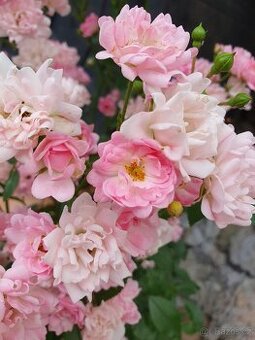 Růže drobnokvětá růžová