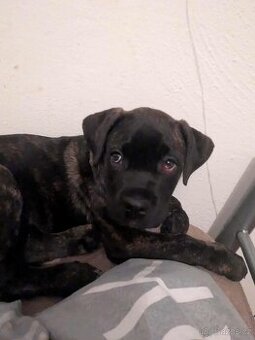 Cane corso