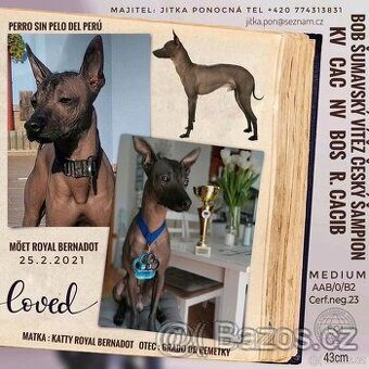 Peruánský naháč krytí