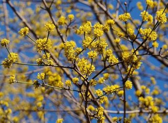 Dřín semenáče do 30cm, žlutý květ časně zjara