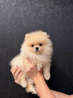Pomeranian