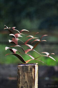 Plastika tažných ptáků