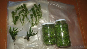 Akvarijní rostliny prodám nebo vyměním