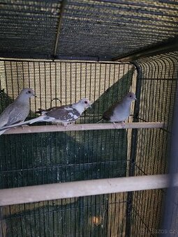 Holoubek diamantový