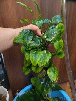 Anubias- akvarijní rostlina