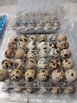 Křepelči vajíčka