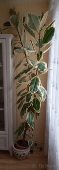 Ficus elastica - Fíkovník pryžodárný,