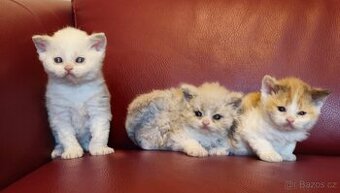 Selkirk Rex