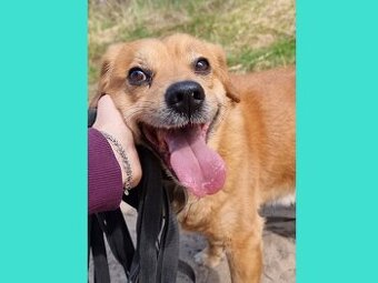PINGI K ADOPCI - akční veselý mazel, vhodný k dětem - 1
