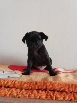 Mops - 1