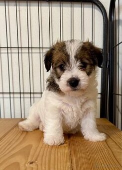 Jack Russell terier - stenata s PP