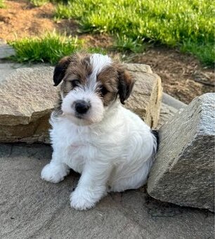 Jack Russell terier - stenata s PP