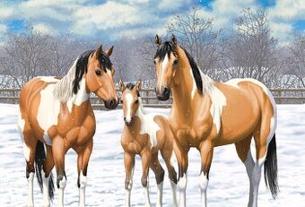 Sháním kobylku APH/QH - odstávče