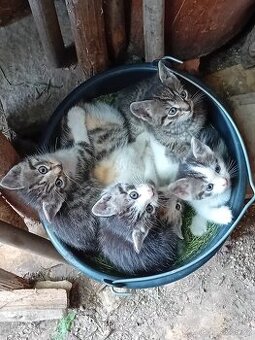 DARUJEME KRÁSNÁ KOŤÁTKA 🐾