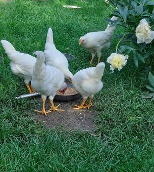 prodám slepičky leghorn dekalb