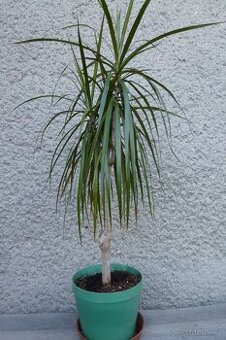 Dracena
