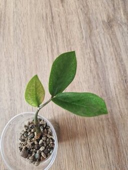 Zamioculcas chameleon