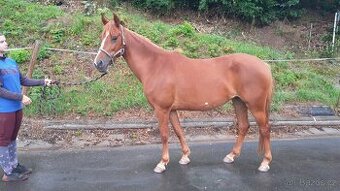 Pony na prodej