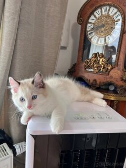 Ragdoll bez pp