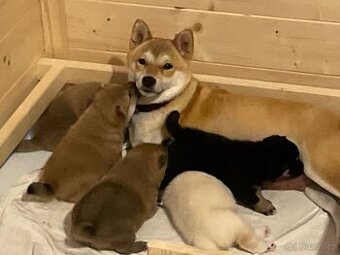 štěňátka shiba inu
