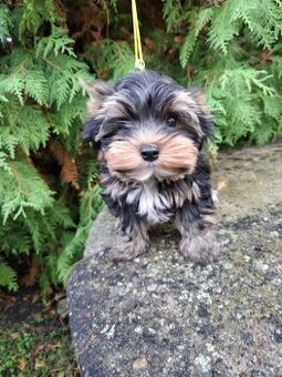 Jorkšírský terier - Yorkšírský terier s pp