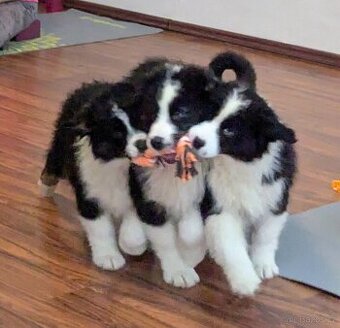 Australský ovčák s PP FCI