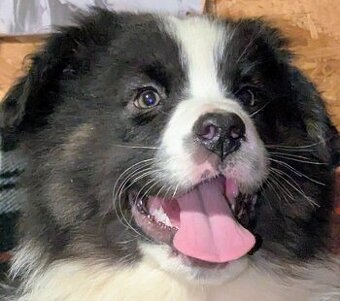 Australský ovčák s PP FCI