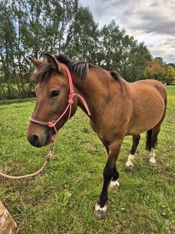 Charakterní valach Hucul