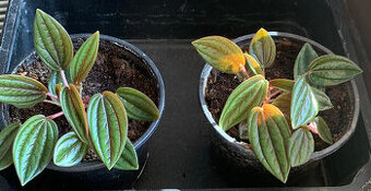 Pepřinec trpasličí rosso