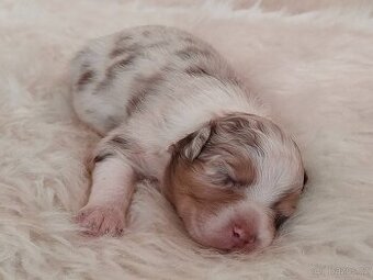 Australský ovčák s PP -  fenečky k rezervaci