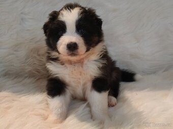 Australský ovčák s PP -  fenečky k rezervaci