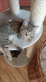 Britská kočička  s PP