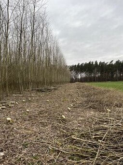 Nabízím brigádu v úkolu cena 2000č