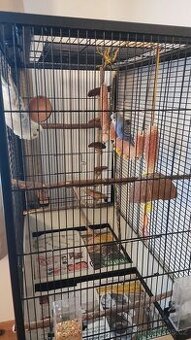 Andulka vlnkovana s kleci