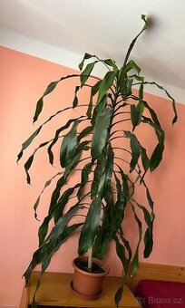 Dracaena fragrans