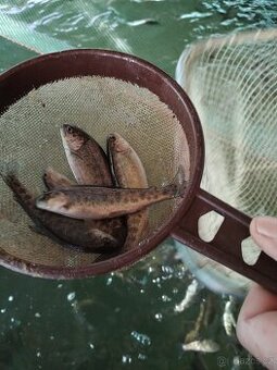 Pstruh duhový násada - 1