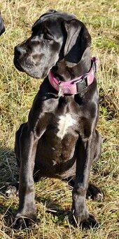 Německá doga černá s PP