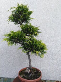bonsai