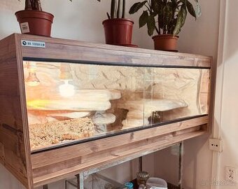 Daruji Agamu vousatou