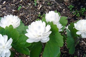 Krvavěnka kanadská plnokvětá - sazenice list+ kořen+ květ