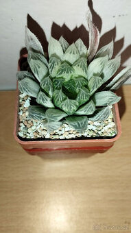 Haworthia pilifera 'Silver Swirl'