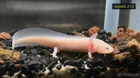 Axolotl od chovatele - axolotly.cz