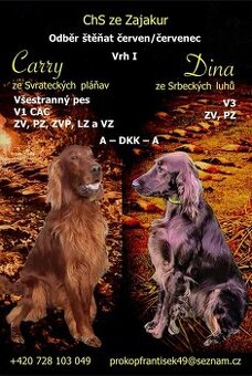 Štěňata irského setra - 1