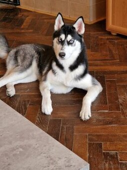 Daruji psa Husky